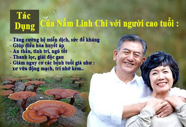 nhansamlinhchi.net.vn/wp-content/uploads/2014/07/nam-linh-chi-bao-tu-dang-khay-han-quoc-4.jpg