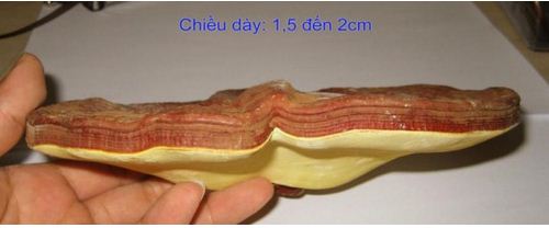 huong dan cach phan biet linh chi that gia, phan biet linh chi that gia, nhung cach nhan biet linh chi that gia