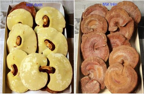 huong dan cach phan biet linh chi that gia, phan biet linh chi that gia, nhung cach nhan biet linh chi that gia