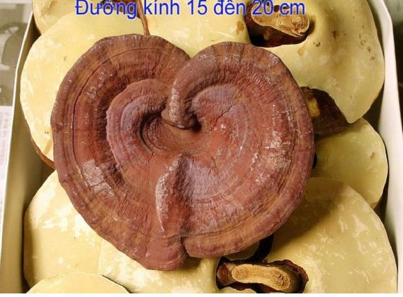 huong dan cach phan biet linh chi that gia, phan biet linh chi that gia, nhung cach nhan biet linh chi that gia