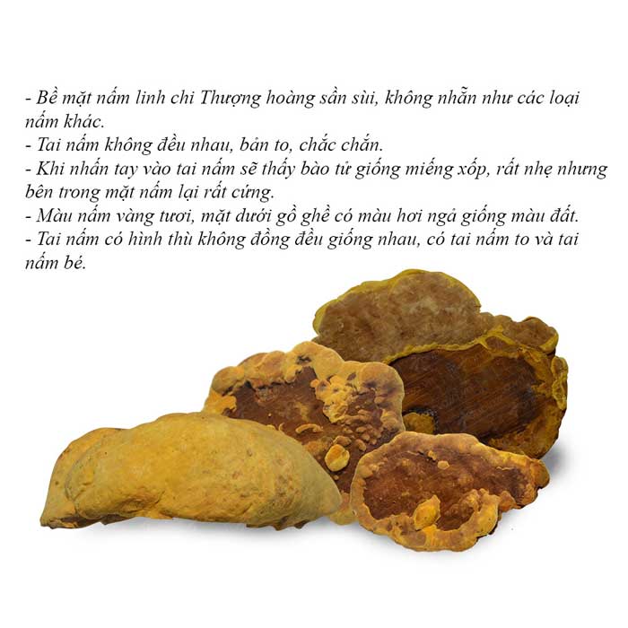 nam-chi-chi-thuong-hoang-500-11