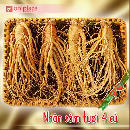 nhan sam loai nao tot nhat, cach chon mua nhan sam tot nhat, nhan sam Han Quoc