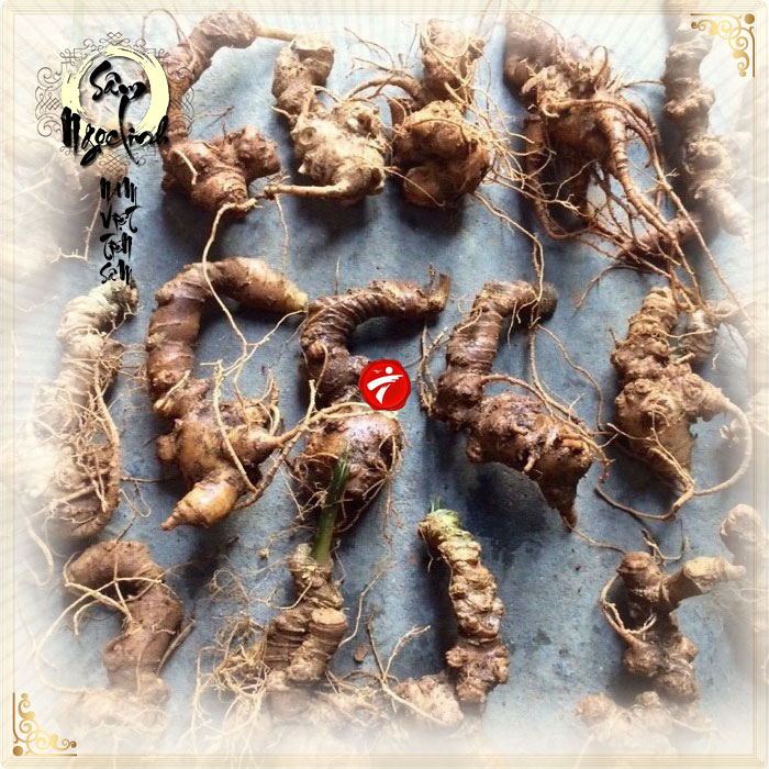 Sâm ngọc linh 10 củ/kg loại gieo trồng Quảng Nam NS341