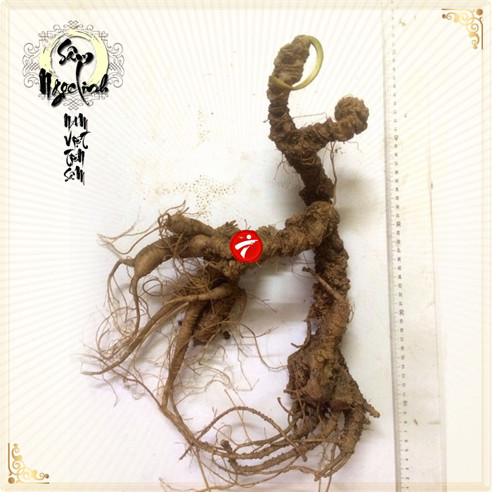 Sâm Ngọc Linh rừng tự nhiên 100 năm tuổi loại 1,8-2,5 kg/củ NS297