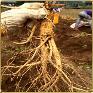 Nhân sâm Hàn Quốc loại 6 củ/kg NS004