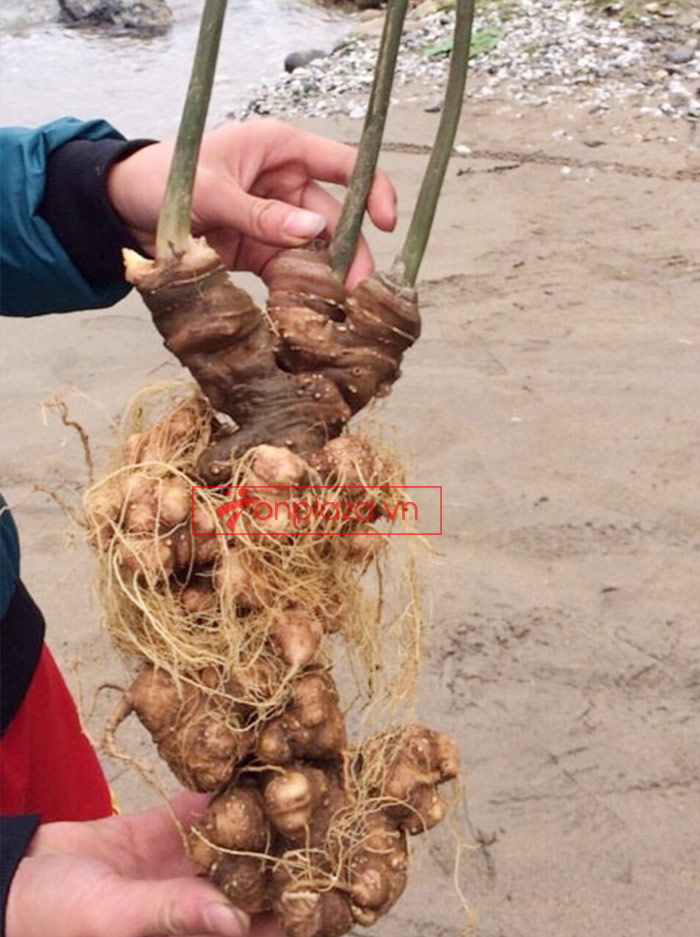 Sâm Ngọc Linh trồng 30 tuổi củ to loại 1,2 kg/củ 2