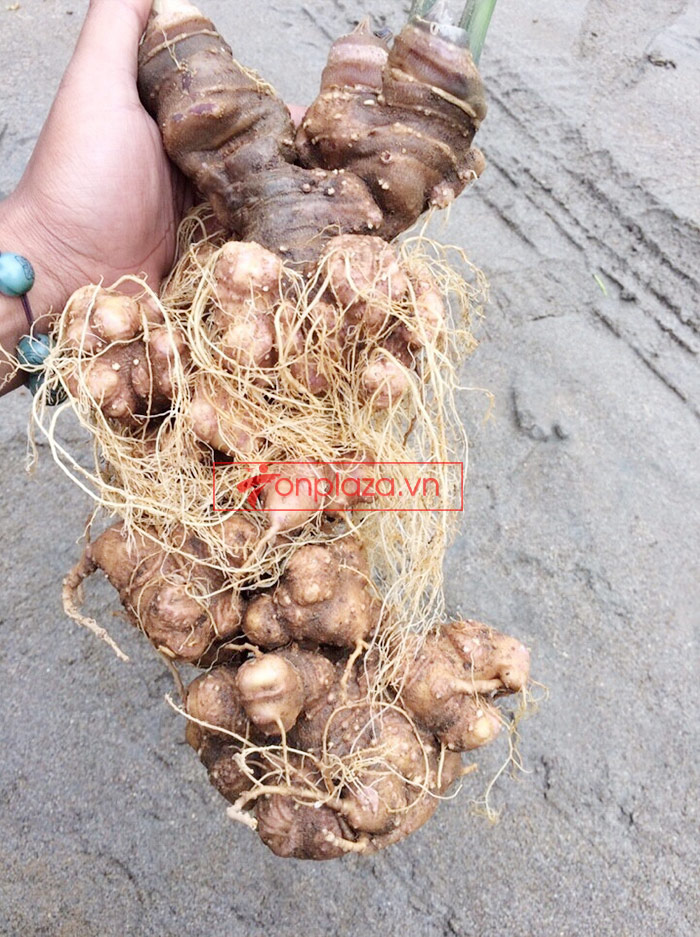 Sâm Ngọc Linh trồng 30 tuổi củ to loại 1,2 kg/củ 3