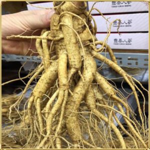 Nhân sâm Hàn Quốc loại 4 củ/kg NS002