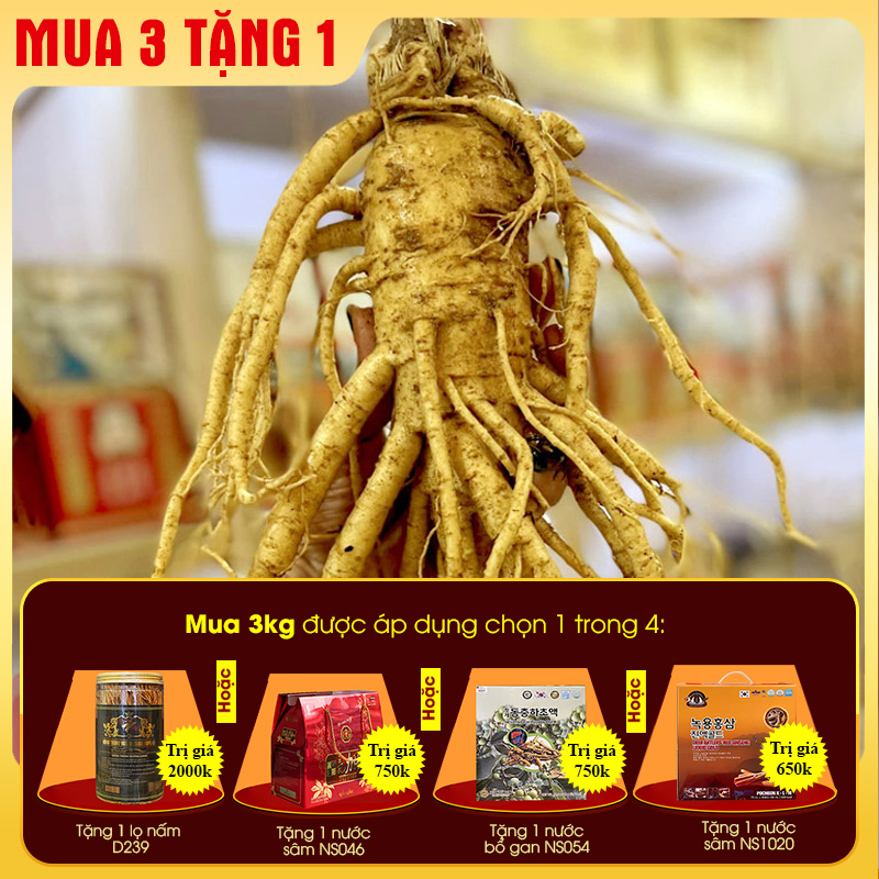 Nhân sâm Hàn Quốc loại 5 củ /kg NS003