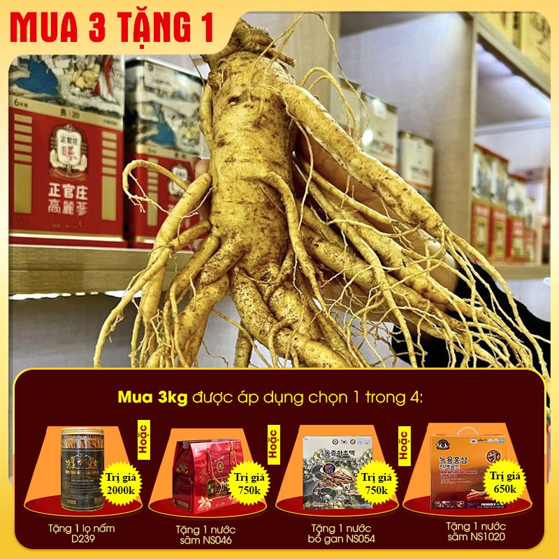 Nhân sâm Hàn Quốc loại 6 củ/kg NS004