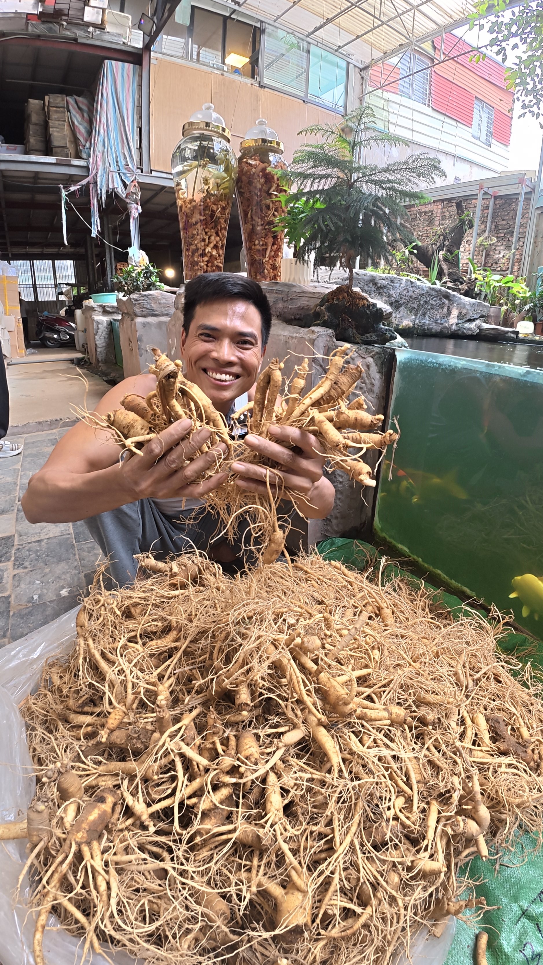 NHÂN SÂM TƯƠI HÀN QUỐC 5 NĂM TUỔI LOẠI 650K/KG